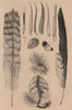 BIRD FEATHERS. Plumes 1834 old antique vintage print picture