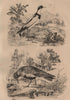 PLOVERS. Pluvier Commun (Common Plover). Pluvier armé (Ringed Plover) 1834