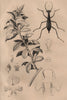 Podalyria sericea (Cape satin bush). Carabus blaptoides (ground beetle) 1834
