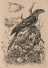 BIRDS. Podarge Papou (Papuan Frogmouth) 1834 old antique vintage print picture