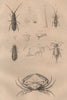 Podophthalmus Vigil crab. Podura aquatica (Water springtail) 1834 old print