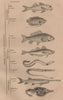 FISH. in 3 divisions. Orders Genres. Classifications. Poissons 1834 old print