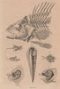 FISH. Poissons. Skeleton & organs 1834 old antique vintage print picture