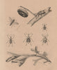 INSECTS. Polistes gallicus (paper wasp). Polycères. Polydius bugs 1834 print