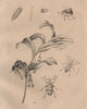 Brazilian blue & Palmetto weevils. Bristly millipede. King Solomon's-seal 1834