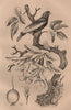 Flowering Apple Tree. Pommier à bouquets. Pompadour Continga. Bird 1834 print