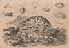 SEA SNAIL. Porcelaines. Mollusc 1834 old antique vintage print picture