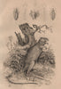 INSECTS/MARSUPIALS. Potoroo. Poux (Lice) 1834 old antique print picture