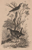 BIRDS. Pouillot (Warbler). Poule D'Eau (Common Moorhen) 1834 old antique print