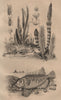 Prèle (Horsetail). Prépodes. Priacanthidae (bigeye fish) 1834 old print