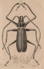 BEETLES. Prioninae (Long Horned Beetle). Insects 1834 old antique print