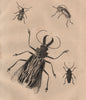INSECTS. Prioninae (Long Horned Beetle). I 1834 old antique print picture