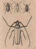 INSECTS. Prioninae (Long Horned Beetle). II 1834 old antique print picture