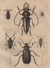 INSECTS. Prioninae (Long Horned Beetle). III 1834 old antique print picture