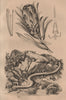 Proteus (Olm) reptile. Protea (sugarbush) 1834 old antique print picture
