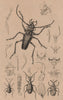 BEETLES INSECTS. Psalidognathus. Pselaphinae. 1834 old antique print picture