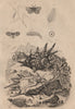 Psychodidae (moth flies). Lambis lambis (spider conch) 1834 old antique print
