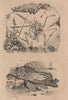 ANIMALS. Pterodactyle (Pterodactyl) fossile. Pteroïs (Lionfish) 1834 old print