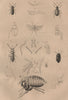 Pterophoridae (plume moth). Ptilium Ptilinus. Ptine (Spider Beetle). Flea 1834