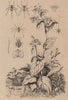 Pucerons/aphids.Pulmonaria/lungwort.Pulmonaire/pulmonary.Punaise/shield bug 1834
