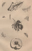 LEPIDOPTERA. Pyralidae (snout moths) 1834 old antique vintage print picture