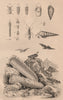 Pygidicrana. Pyramidella. Pyrochroa (Cardinal Beetle). Pyrosoma (tunicate) 1834