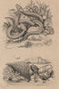 Pyrule (South Seas coral shell). Python 1834 old antique vintage print picture