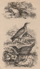 Rainette/European tree frog. Rale d'eau/Water Rail. Rale Genets/Corncrake 1834