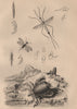 Ranatra bug. Ranina (spanner crab). Raphidioptera (snakeflies) 1834 old print