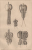 BIRD KIDNEYS. Grebe. Coot. Booted/Short-toed Snake Eagle. Swallow 1834 print