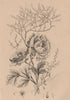 FLOWERS. Ranunculus. Renouée (Knotweed) 1834 old antique vintage print picture