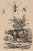 Rhinoceros beetle. Rhingia/hoverfly. Rhinosimus/narrow-waisted bark beetle 1834