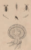 Rhipicera (Australian Dascilloid beetle). Rhipiphorus.Rhizostomae jellyfish 1834