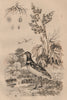BIRDS. Rhubarbe (rhubarb). Rhynchée (Snipe) 1834 old antique print picture