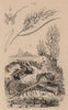 Riz (Rice). Roccella (Lichen). Rochers. Murex 1834 old antique print picture