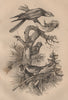 BIRDS. Roitelet (Wren). Rollier (Roller) 1834 old antique print picture