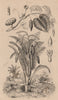 PLANTS. Sablier (Sandbox tree). Sagouier farineux (Sago plant) 1834 old print