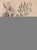 Saperda/flat-face longhorn beetle.Sanguisorba/Great burnet.Green Salamander 1834