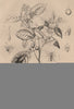 Sagra femorata. Saitis barbipes(jumping spider). Sandalwood.Capuchin monkey 1834