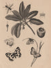 Sapotier (Sapote). Sargus (Soldierfly). Satyres (Wall Brown butterfly) 1834