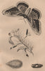 LEPIDOPTERA. Saturnie du Poirier (Giant Peacock Moth) 1834 old antique print