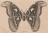 LEPIDOPTERA. Saturnie Atlas (Atlas moth) 1834 old antique print picture