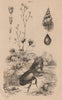 Saxifraga. Epitonium clathrum (Wentletrap). Helix pomatia. rhino beetle 1834