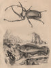 Scarab. Scaridae (Parrotfish). Scarites Eurytus 1834 old antique print picture