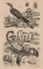 Scorpions.Graphosoma (striped shield bug).Scythrops (Channel-billed Cuckoo) 1834