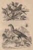 Secretary Bird. Serin Canaries (Atlantic Canary). Dermanyssus gallinae 1834