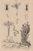 Serpules (Serpula). Sesiidae (Clearwing moth). Siagoninae beetle 1834 print