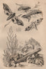 Smerinthus (hawkmoths). Solenidae (razor shells). Salsola (saltwort) 1834