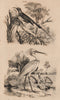 BIRDS. Souimanga (Sunbird). Spatule (Spoonbill) 1834 old antique print picture