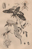 Sphérome. Sphex (digger wasp). Sphingidae (hawk/sphinx moth). Caterpillar 1834